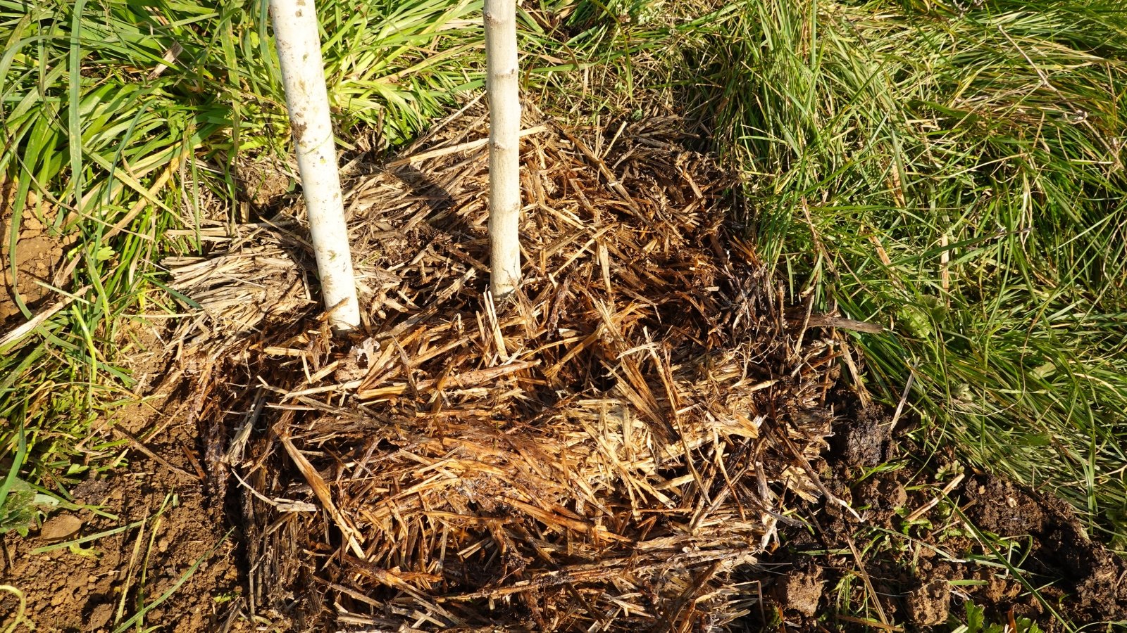 Close-up and overhead shot of a young fig tree with straw mulch at its base in a sunny garden.