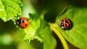 How to Tell The Difference Between Native US and Asian Ladybugs