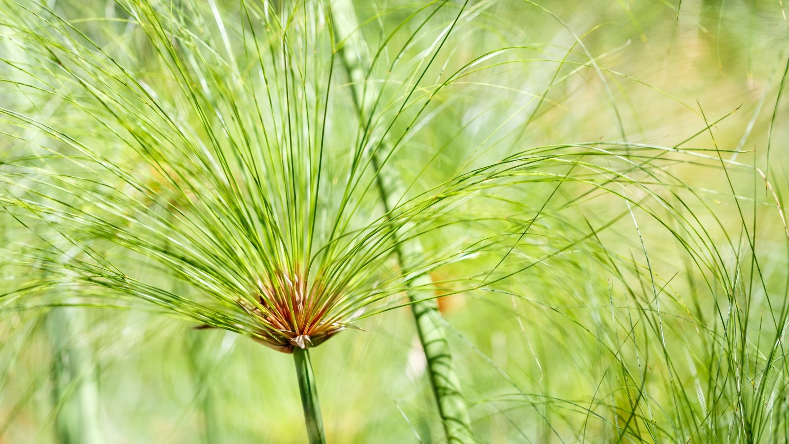 'King Tut' Cyperus papyrus in full sun, stands tall with thick, dark green stems topped by abundant, cascading tufts of slender, green-yellow leaves.