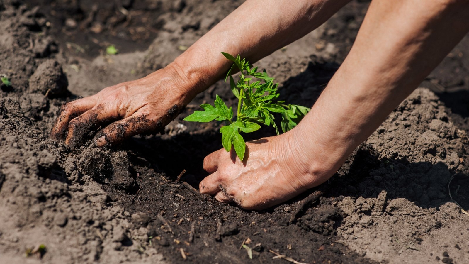 Close-up of a gardener's hands transplanting a tomato seedling with sturdy green stems and broad, bright green, pinnate leaves into moist dark brown soil in a sunny garden.