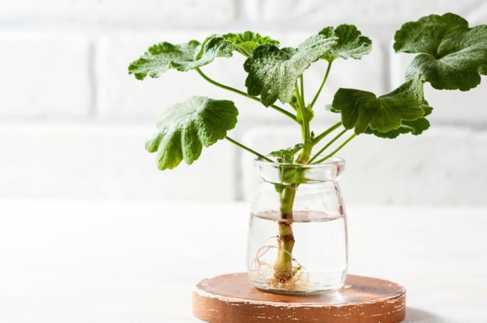 Close-up of a geranium plant cutting rooting in a glass vase filled with water, set against a white background.