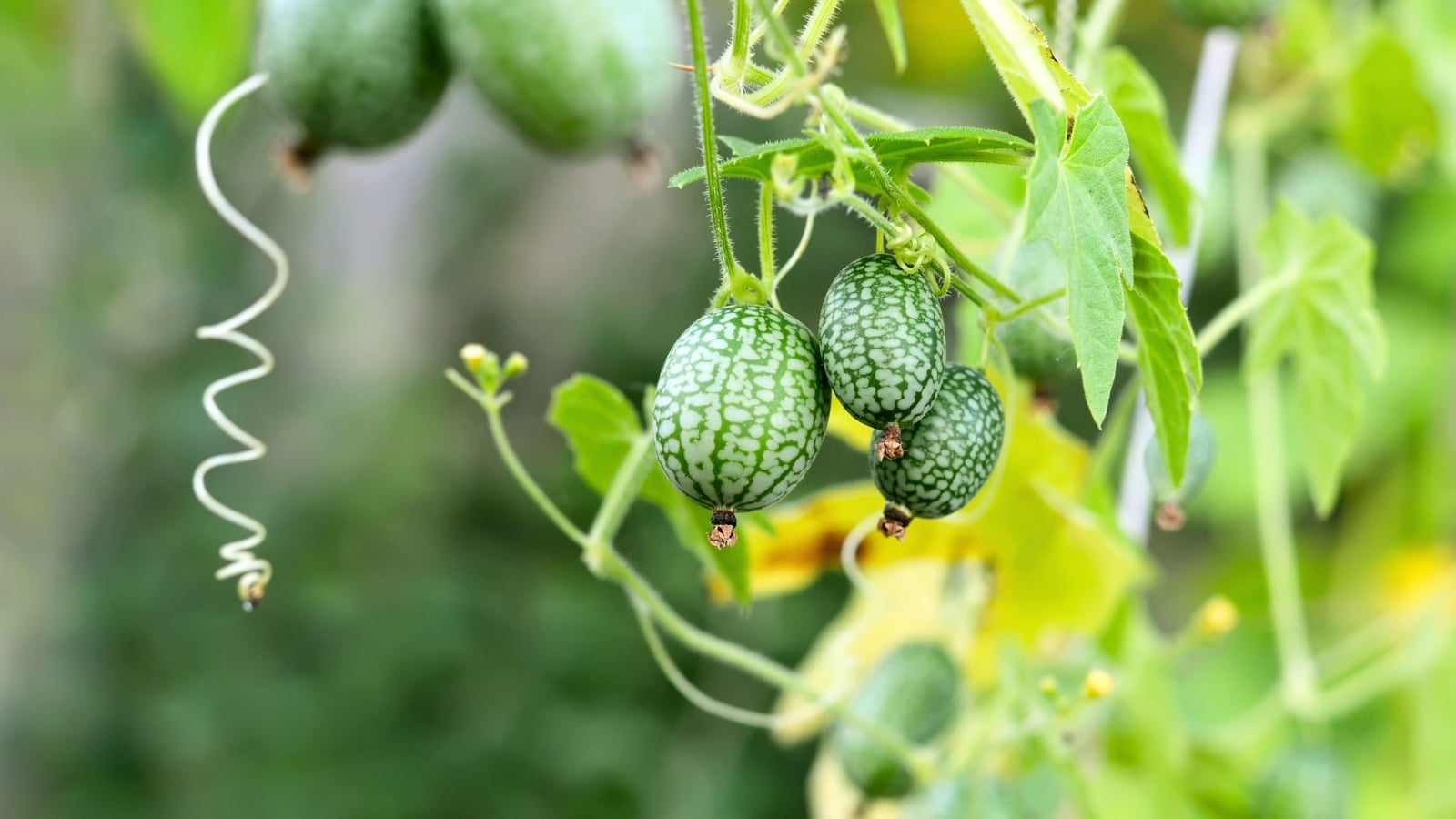 The Cucamelon plant, known for its vine-like growth and small, grape-sized fruits resembling miniature watermelons, is noted as a plant that would not be grown again due to its prolific spread and minimal culinary appeal.