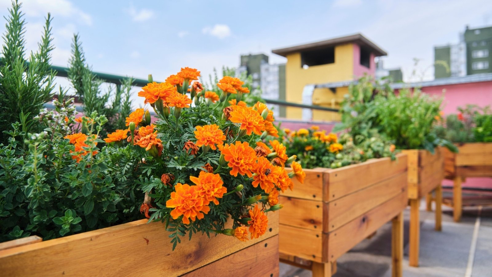Close-up of tall wooden raised beds with herbs rosemary and oregano and marigolds blooming with bright orange flowers.