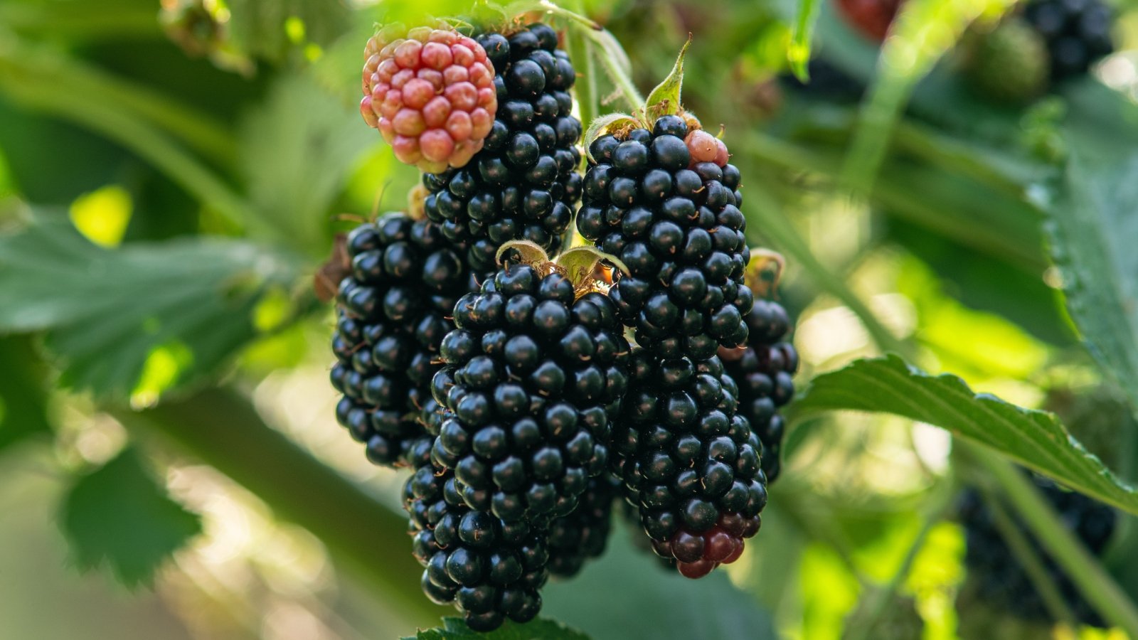 A close-up of ripe blackberry fruit clusters hanging, showing deep purple-black berries with a glossy sheen, surrounded by vibrant green leaves.