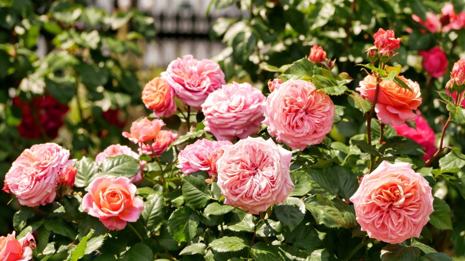 A Comprehensive Guide to Growing Roses in Zone 9