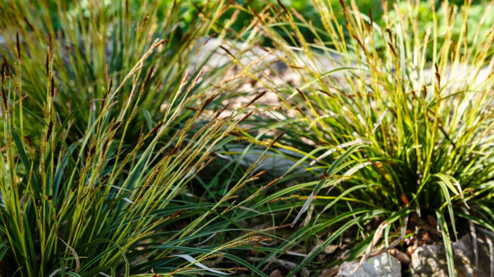 Tussock Sedge sedge variety is characterized by clumps of stiff, upright stems, long, narrow leaves, and inconspicuous, brownish spikelets.
