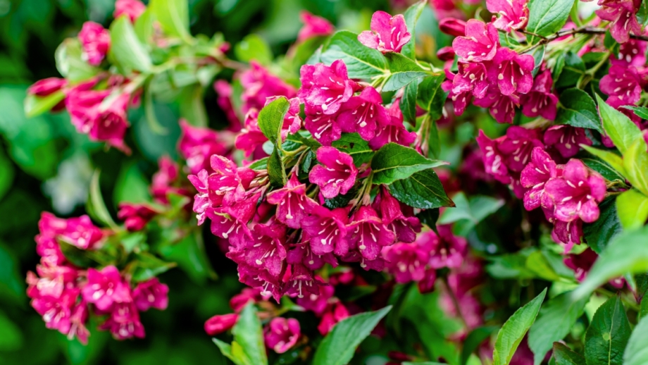 17 Beautiful Shrubs That Love Acidic Soil