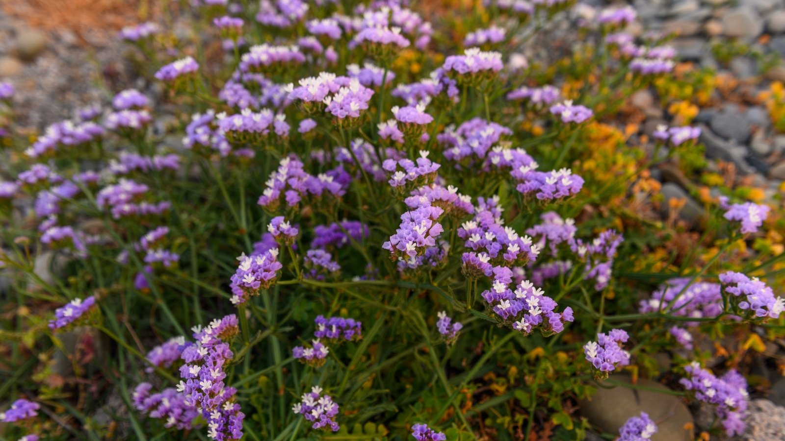 A statice plant displaying clusters of purple and white flowers in full bloom atop slender stems.