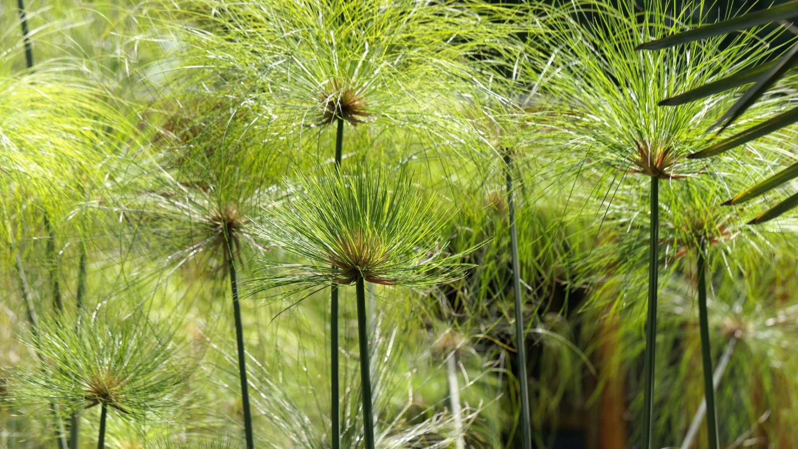 The robust, dark green stems of Cyperus papyrus 'King Tut' bear striking, umbrella-like arrangements of long, thin, greenish-yellow leaves.