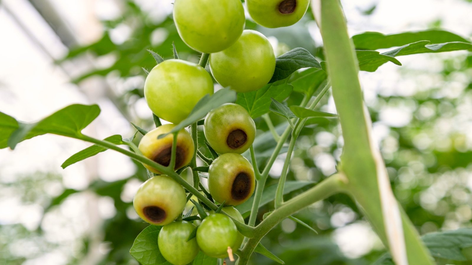 A tomato plant affected by blossom end rot displays dark, sunken lesions at the blossom end of the fruit.