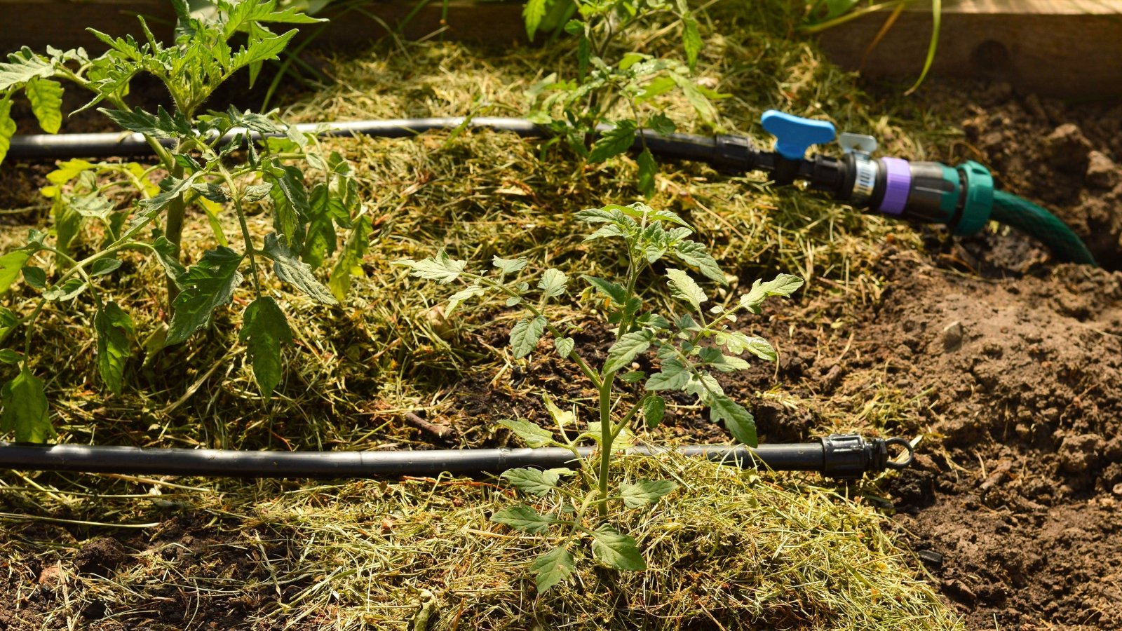 Close-up of a bed with young tomato plants mulched with dry grass and equipped with a drip irrigation system.