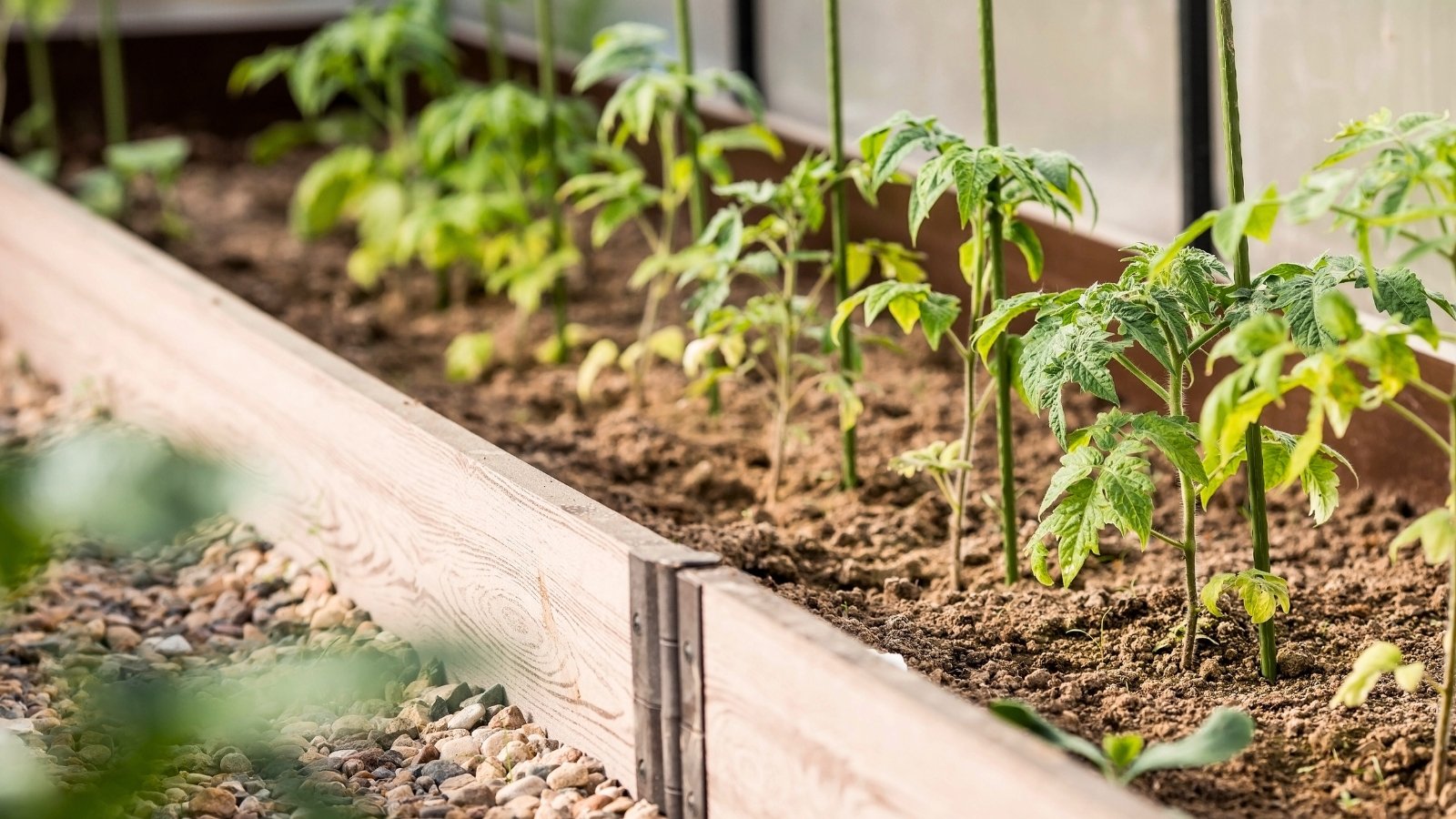 Close-up of a row of young tomato seedlings in a wooden raised bed with vertical supports.