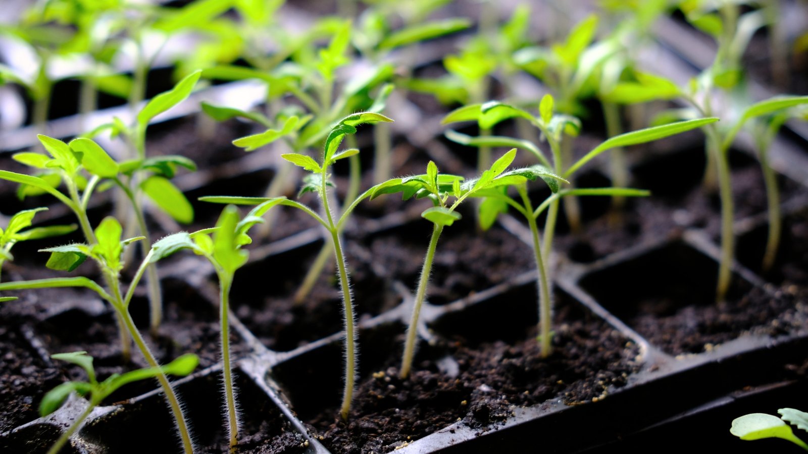Close-up of young sprouted tomato seedlings in black starter trays with fresh black soil.