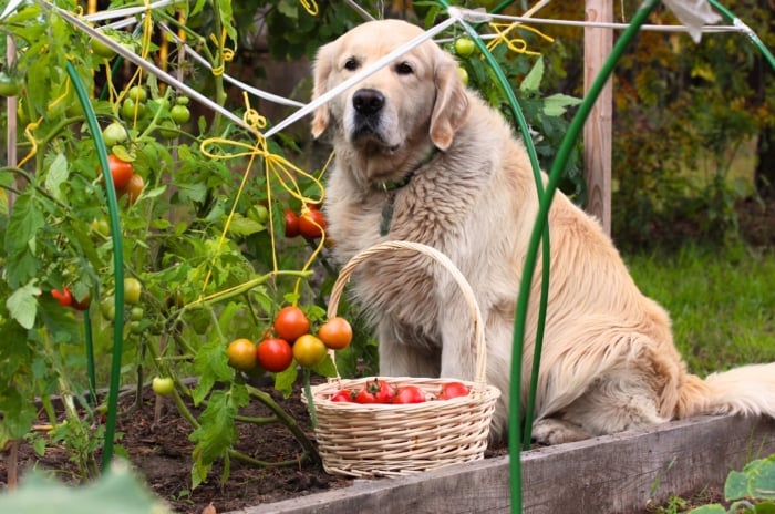 A large white Labrador sits on a raised bed in a garden with growing tomato bushes next to a white basket filled with freshly picked tomatoes.