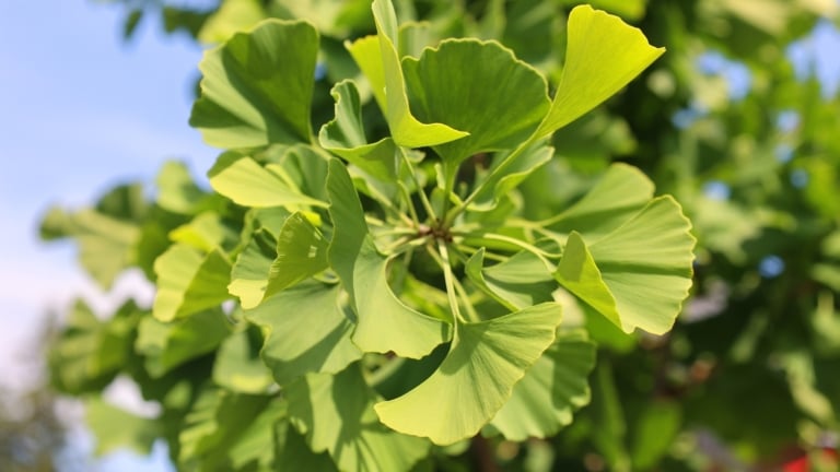 29 Trees With Unique Foliage