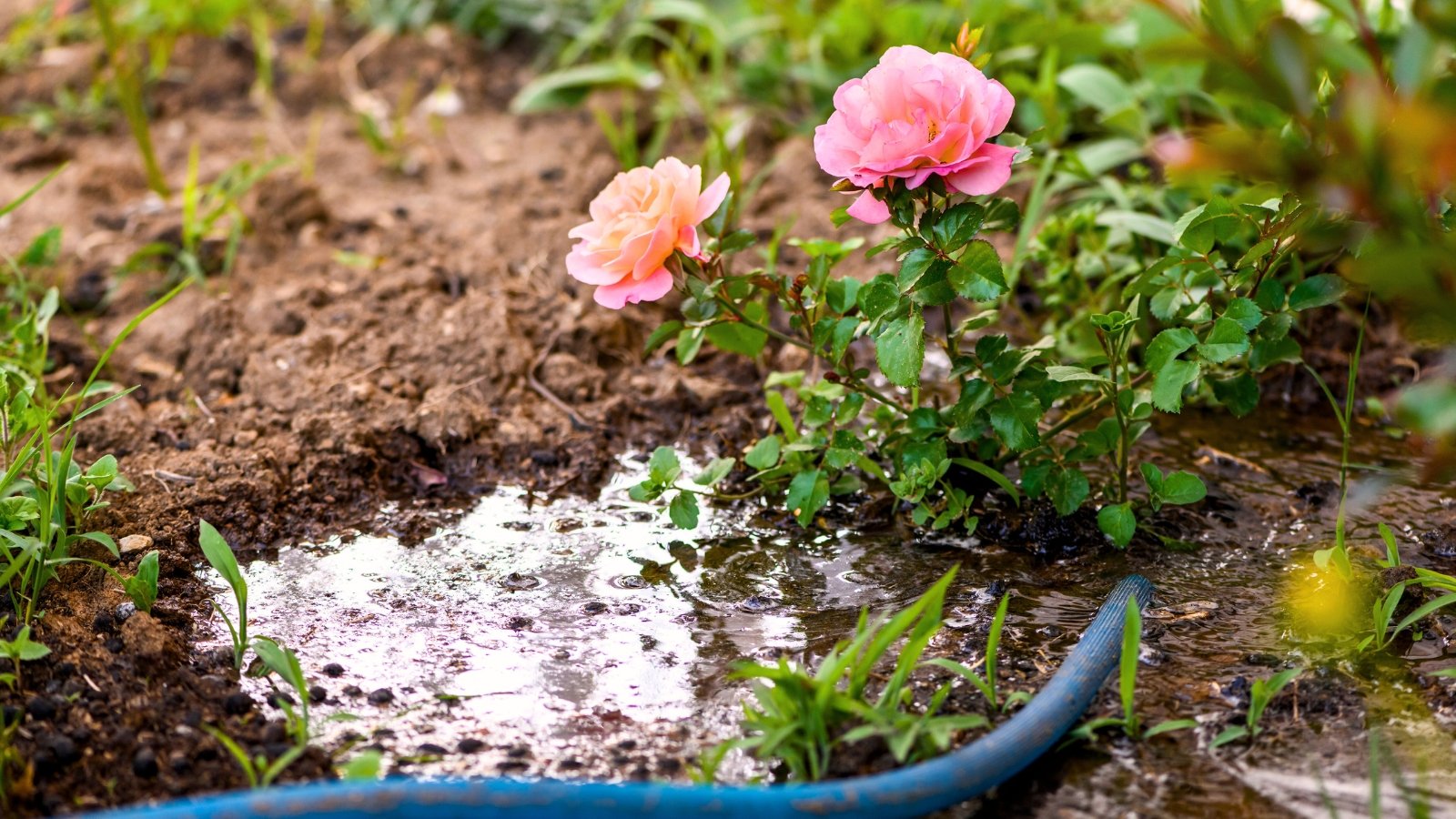 Watering blooming soft pink roses in a summer garden using a nearby blue hose, directing the water flow to the base of the plant.