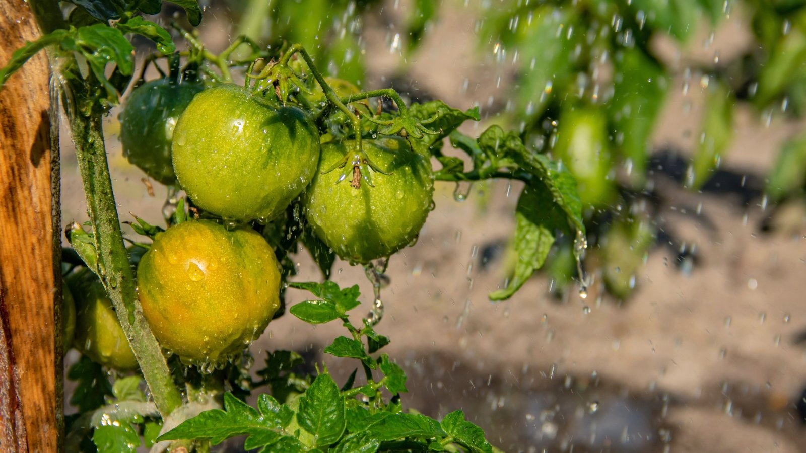 Watering ripening green and yellowish round tomatoes on a bush among dark green deeply lobed leaves.