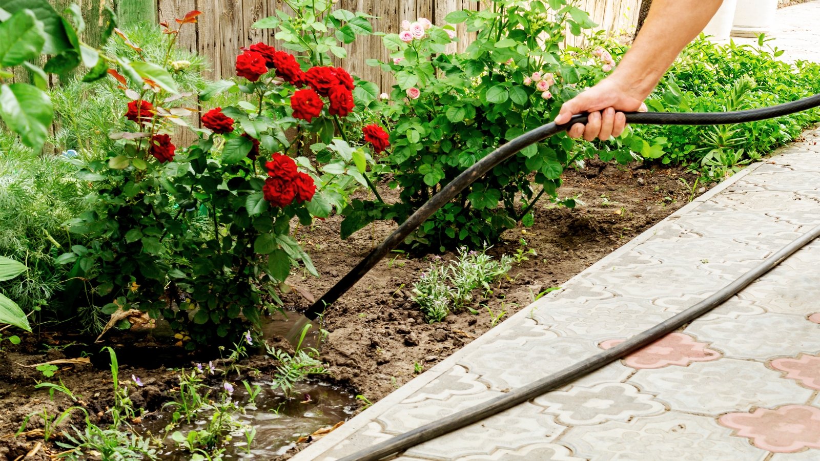 Close-up of a gardener watering a flowering rose bush with rich red flowers using a black hose, directing the stream to the base of the plant.