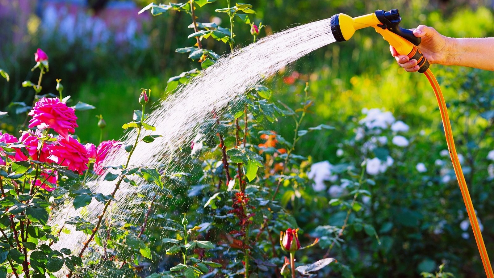 Close-up of a gardener's hand watering a bush of pink roses in a sunny garden using a yellow hose with a spray nozzle.