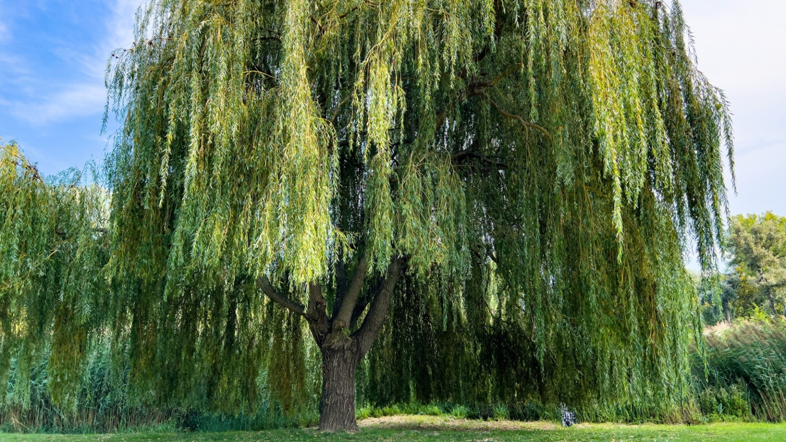 How To Plant Grow And Care For Willow Trees