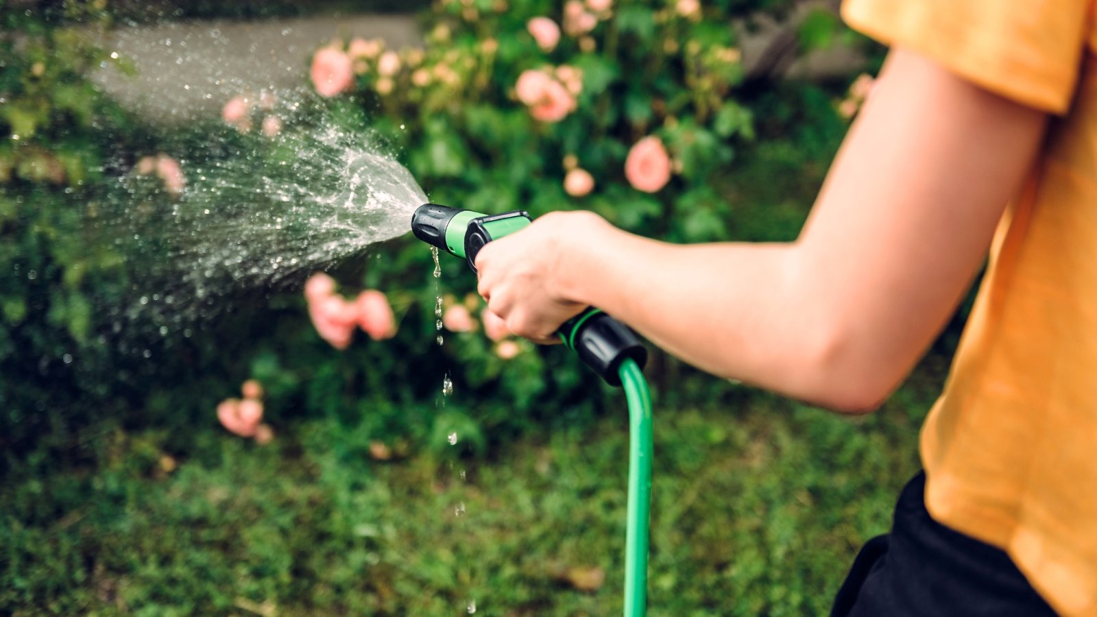 Close-up of a gardener watering lush rose bushes with clusters of soft pink flowers using a green hose.