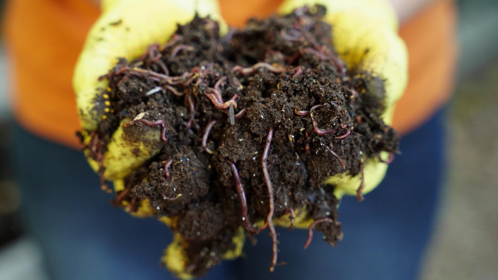 Close up of a woman wearing yellow gloves holding a handful of worms, dirt and the worm castings.