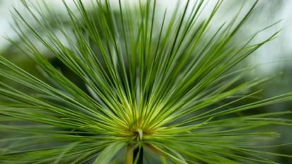 'King Tut' Cyperus papyrus close-up, showcases fluffy tufts of slender, pendulous, greenish-yellow leaves.