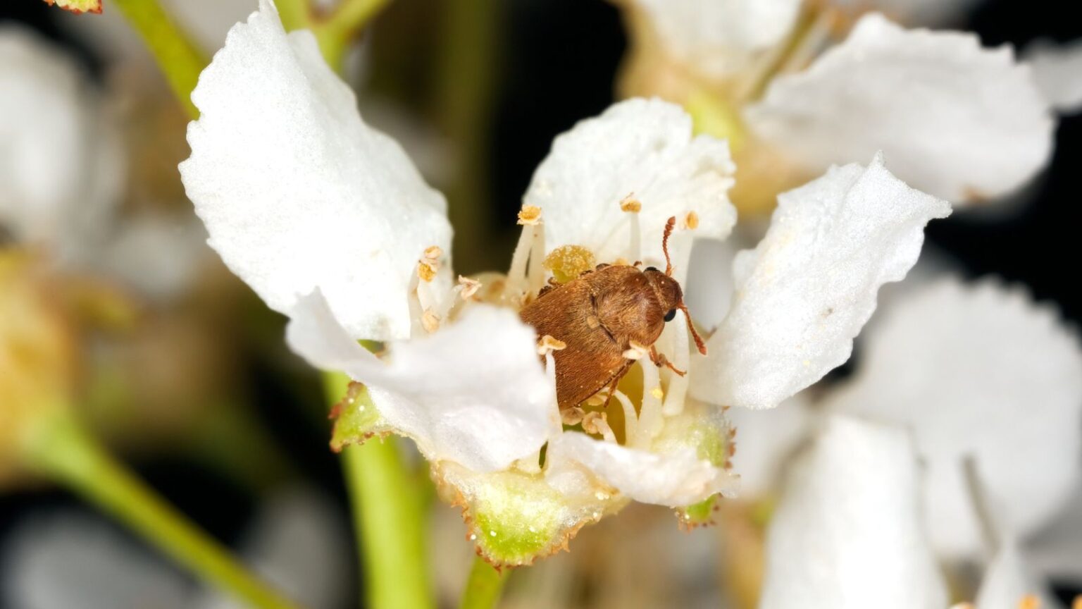 How to Identify, Control, and Prevent Raspberry Beetle
