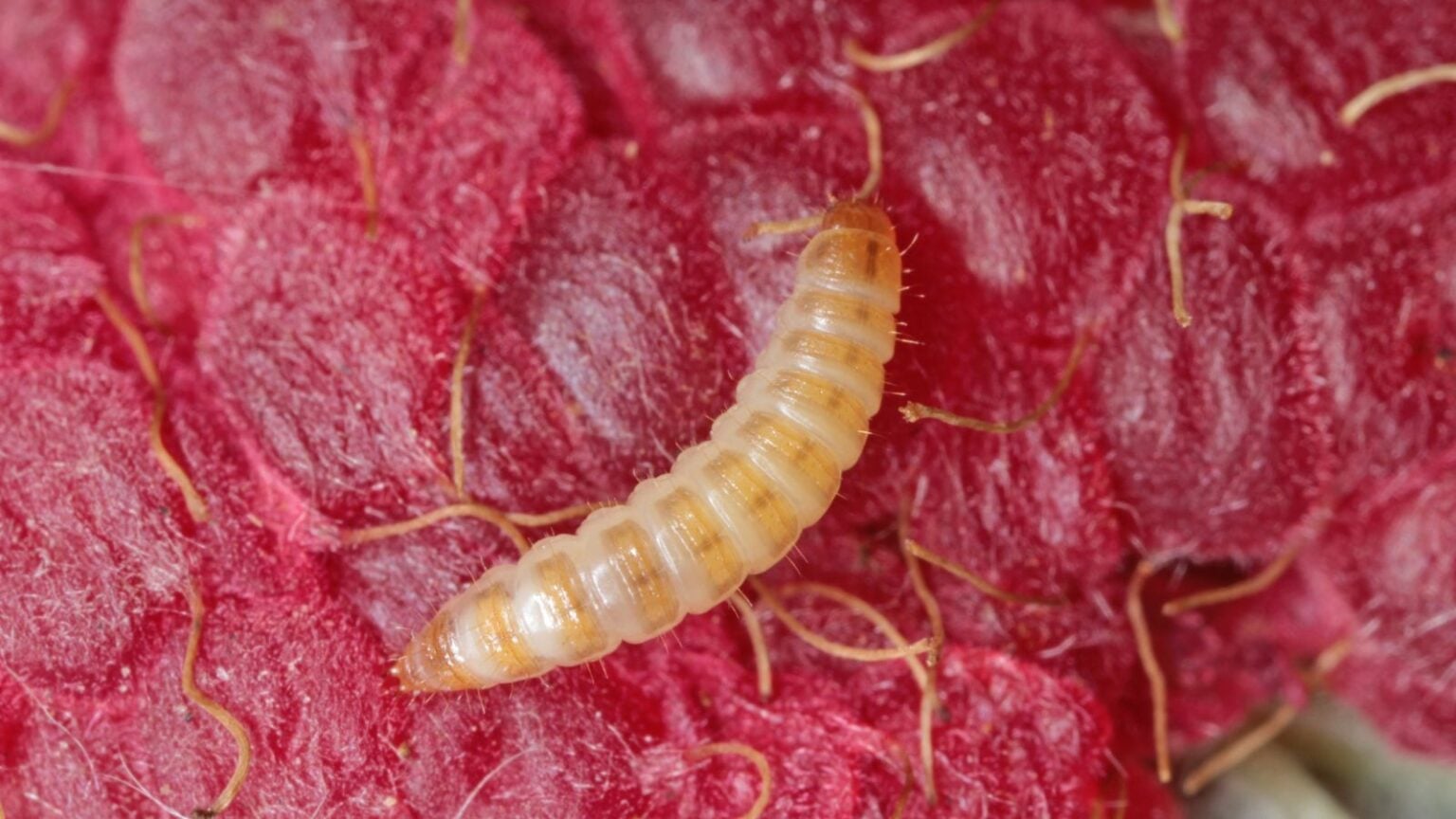 How to Identify, Control, and Prevent Raspberry Beetle