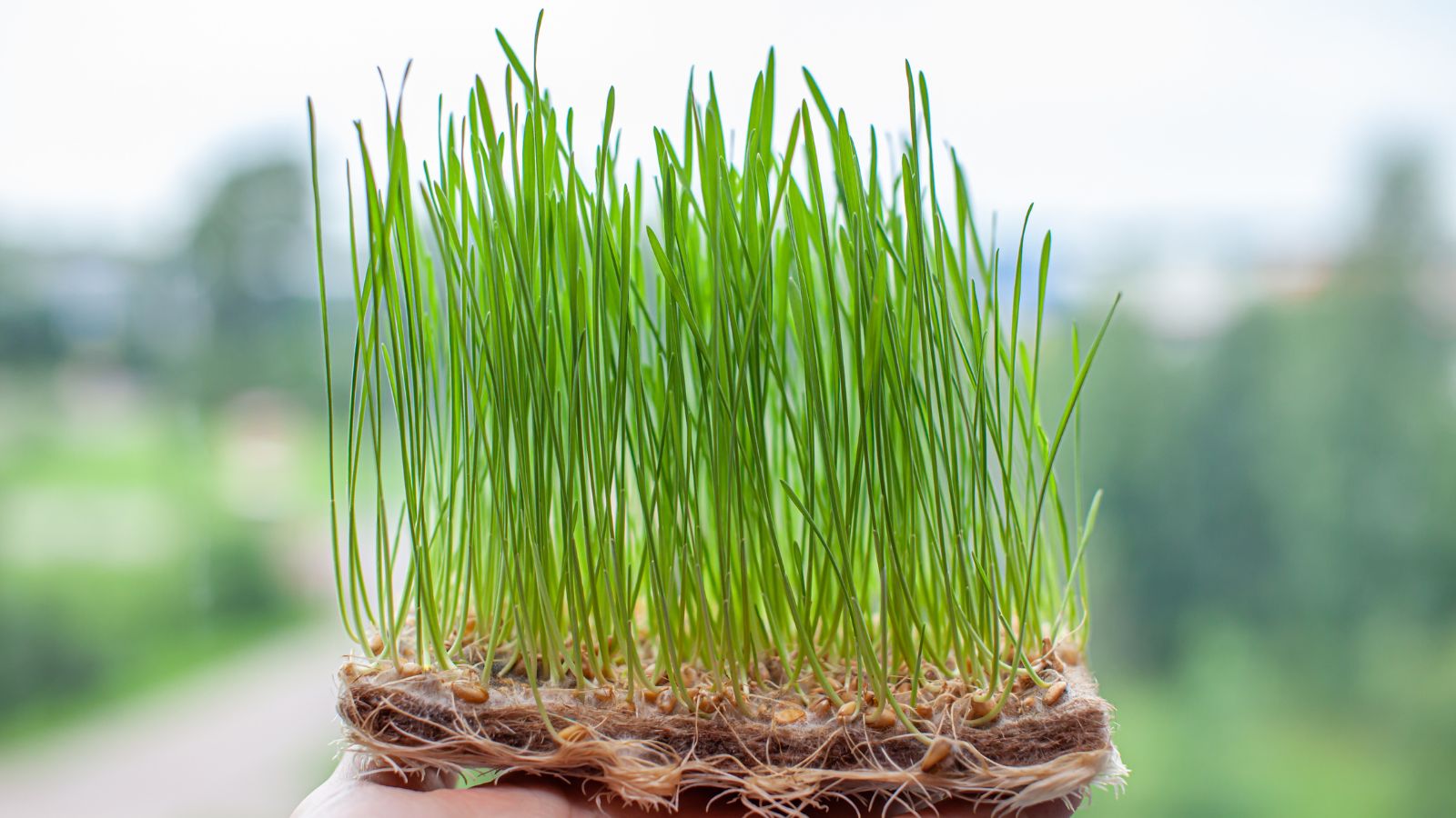 A person holding a sheet of Triticum aestivum blades with vivid green color, held by growing material with roots visible with white and cream hues