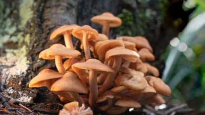 A group of light orange, Agaricus bisporus, clumped together, growing at the bottom of a tree.