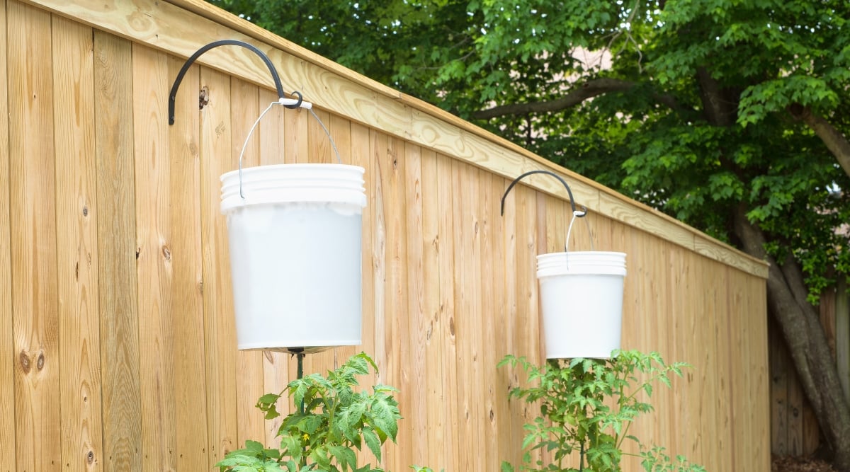 Tomato plant hanging upside down with the use of heavy duty anchorage