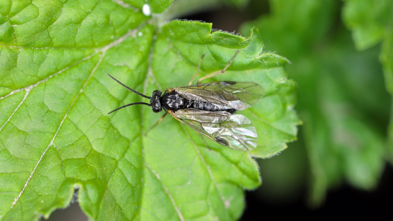 A black sawfly perched on a textured leaf, showcasing intricate patterns and natural contrasts.