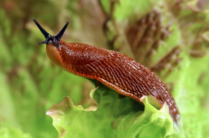 A slimy brown Arion vulgaris, sitting on top of a lettuce leaf in a vegetable patch.
