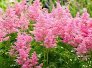 Astilbe care presents fern-like foliage and feathery, plume-like clusters of flowers in shades of pink.
