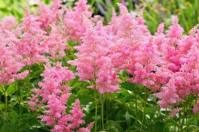 Astilbe care presents fern-like foliage and feathery, plume-like clusters of flowers in shades of pink.