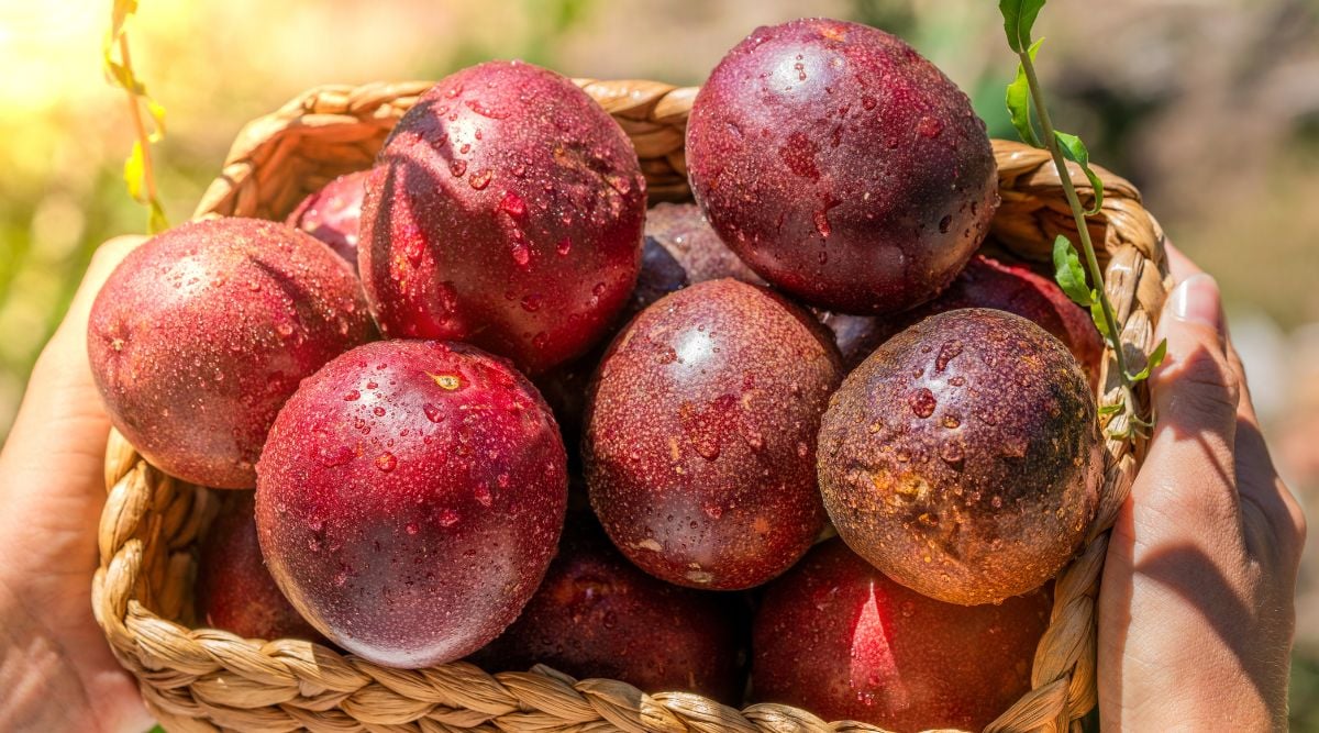 Woven basket containing multiple passion fruits, moist after harvesting during a sunny day