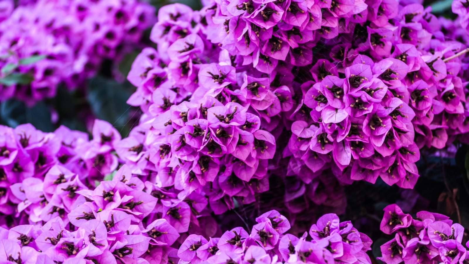 A close-up of 'Atlantis' heliotrope flowers, featuring clusters of small purple petals, illuminated by soft sunlight.