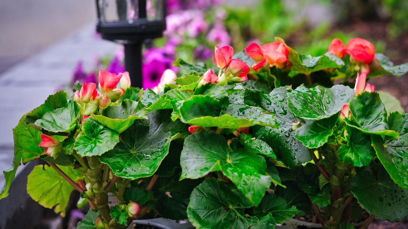 A wet begonia plant showcases pink flowers and glossy leaves, glistening with moisture under soft lighting.