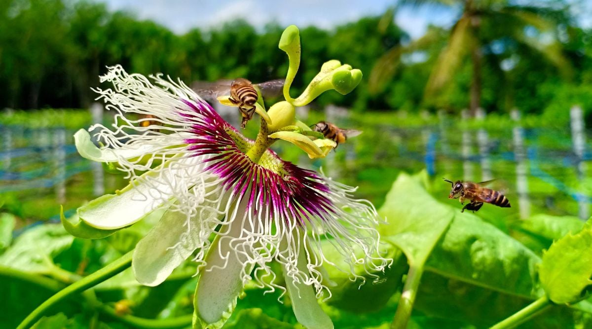Large flower of the Passiflora edulis with prominent green stamen surrounded by tendrils with purple hue turning white, attracting multiple bees on a sunny day