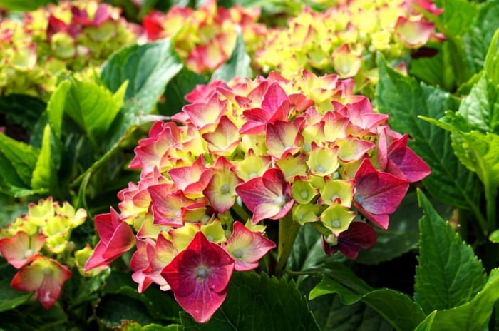 A close-up of violet bigleaf hydrangea flowers nestled among lush green leaves, with additional blooms visible in the soft-focused background.