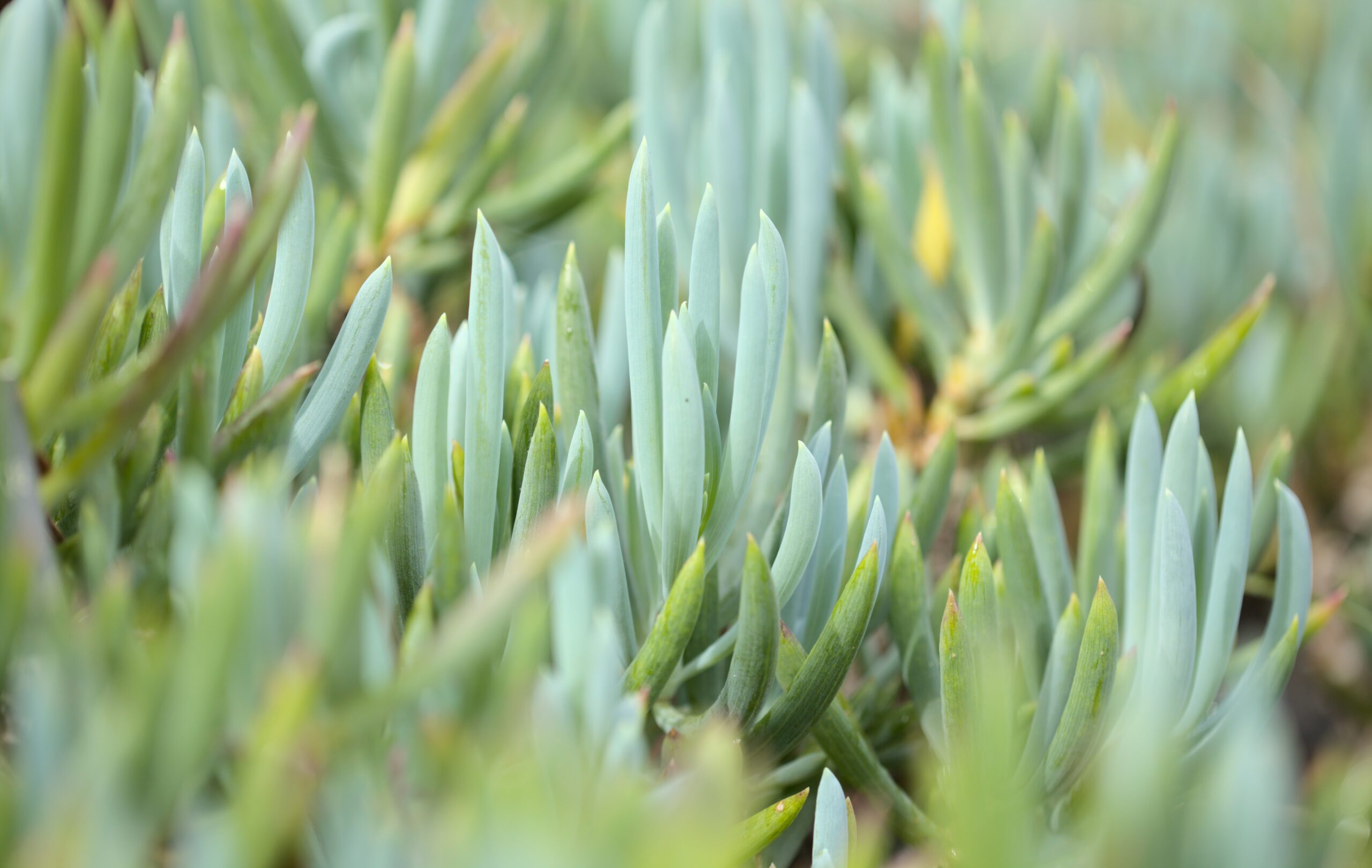 Many succulents growing beside one another ranging from different colors of blue gray and vibrant green receiving direct light on a sunny day