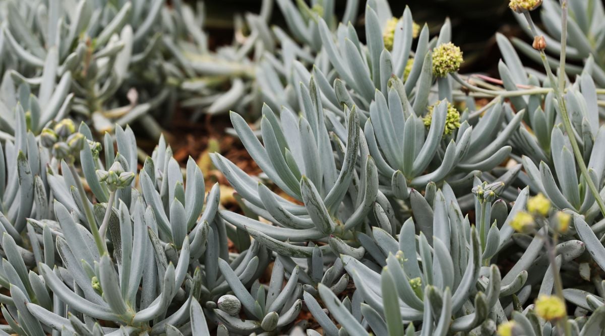 Succulents with a greyish color surrounded by plant with seed heads scattered, sitting on reddish brown soil
