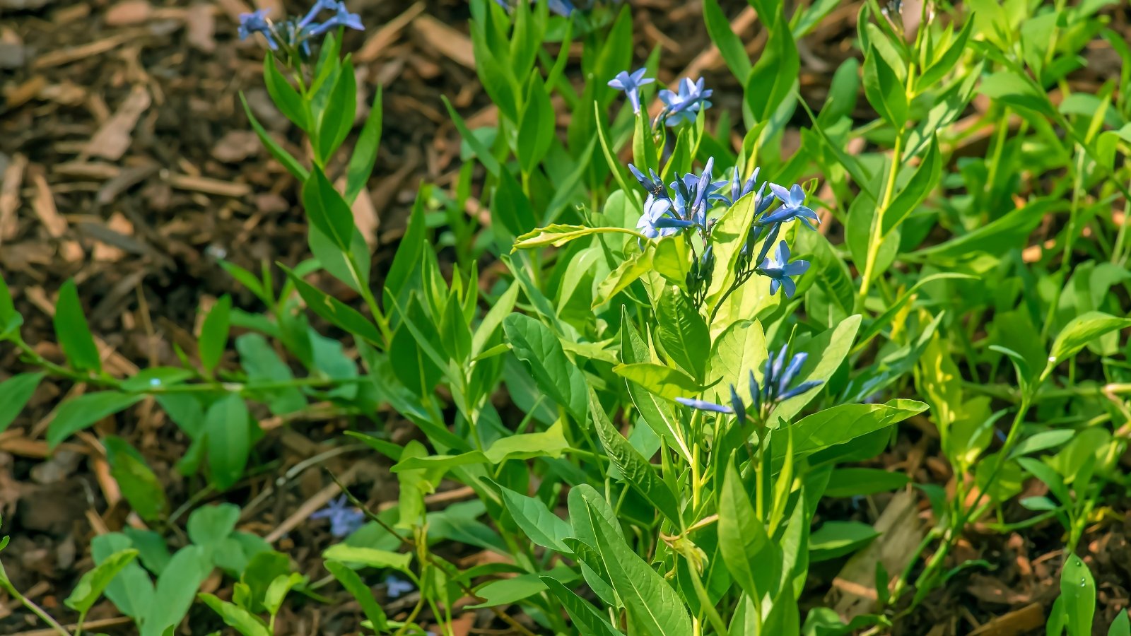 This plant displays compact clusters of deep blue, star-shaped flowers on lush, dark green foliage surrounded by mulch.