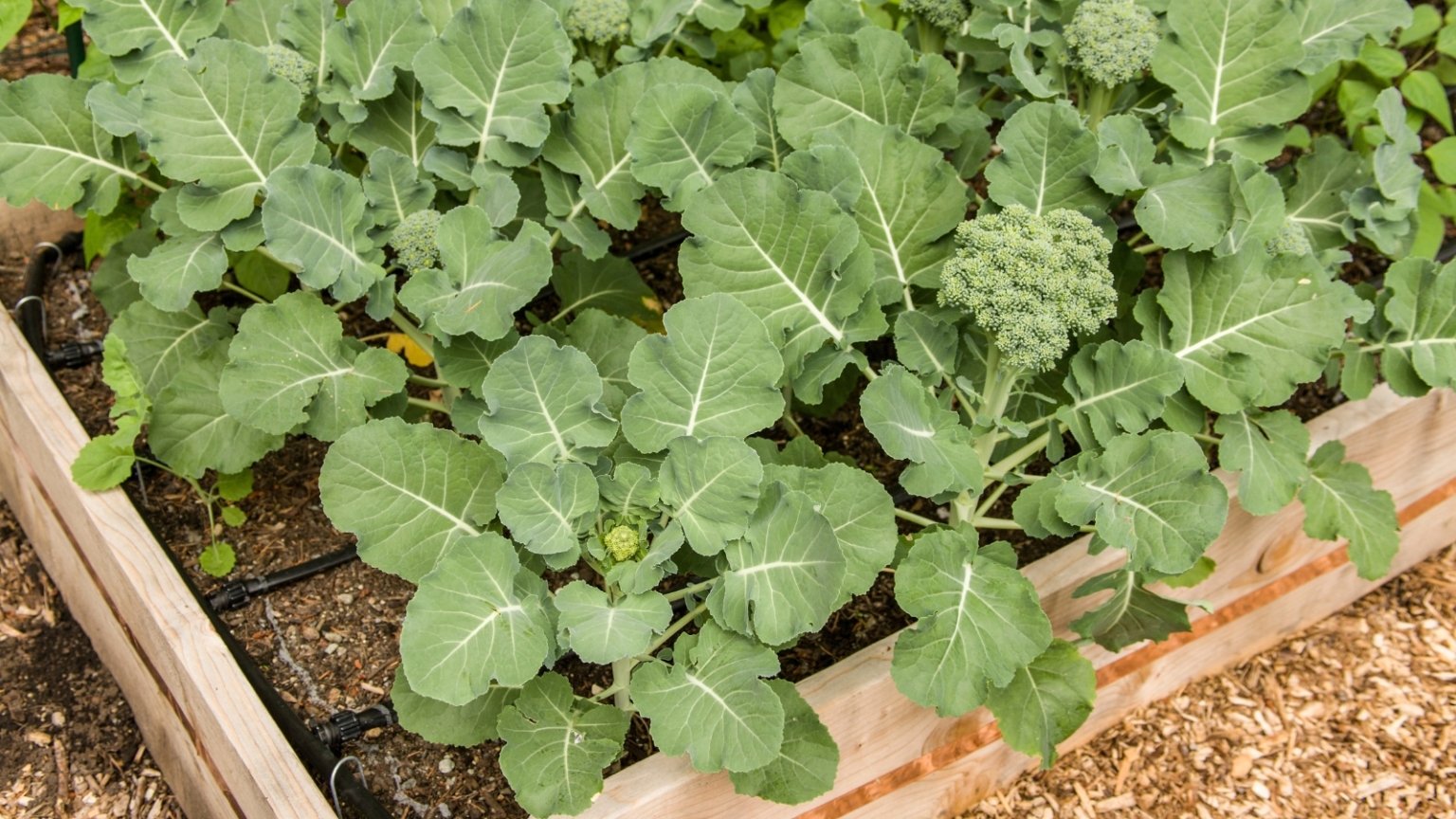 How to Grow Broccoli in Raised Beds A Complete Guide