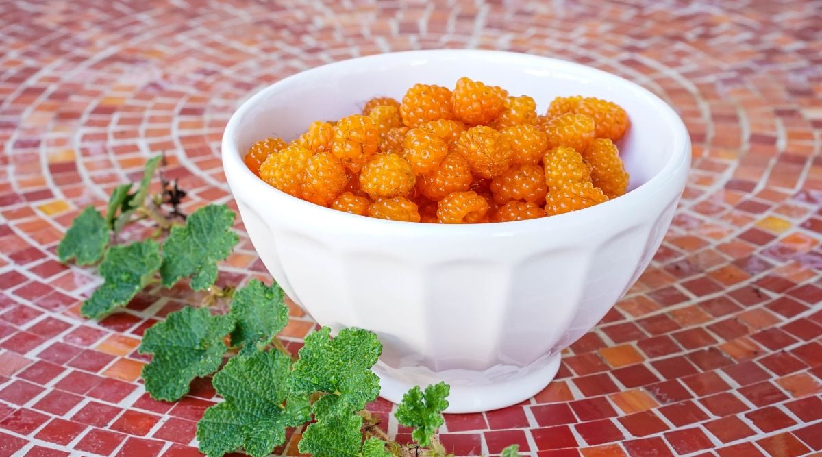 A white bowl filled with vibrant, orange berries sitting on a floor with red tiles and a stem with green vivid leaves lying on the ground