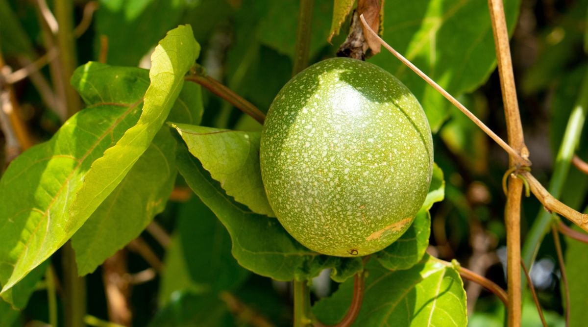 Bright, vividly green crop still on the vine placed to receive direct sunlight to help the plant grow
