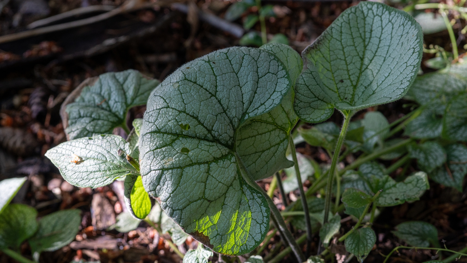 Brunnera leaves showing pale green surfaces with intricate, vibrant veins running through them.