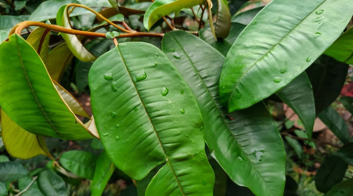Moist cainito leaves stacked on top of each other, wet with big water drops sitting on the surface, with woody stems colored light brown