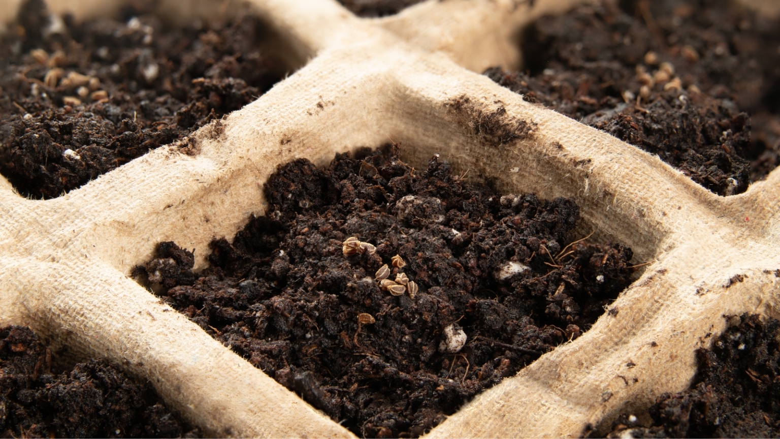 5 Tips For Growing Celery in Raised Beds